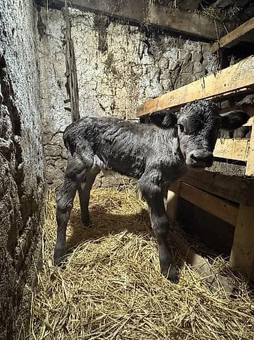 ангус музоолор: Продаю | Бык (самец) | Полукровка | На откорм | Племенные — 2