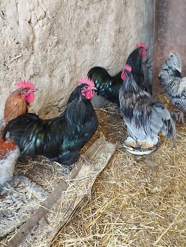 короз гул: Сатам | Короздор | Көбөйтүү үчүн — 5