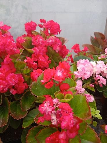 Бегония вечноцветущая махровая (Begonia