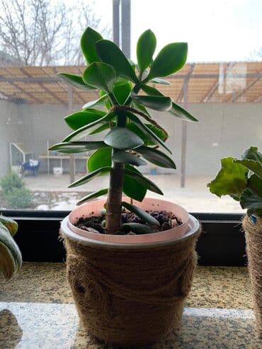 продам рассаду помидор: Денежные деревья Отлично растут Высокие сформированные будут — 4