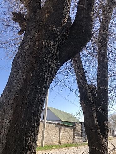 ryzen 7 5800: БЕКЕР БЕРИЛЕТ !!!КАРА ЖЫГАЧ ЧОН 2 туп СРОЧНО ДАЕТСЯ!!!Два больших — 1