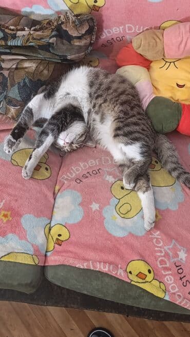 шотландские вислоухие котята в бишкеке: Беспородная, 5 месяцев, Девочка, Белый, Кастрирована, Приучена к лотку, Проглистована — 17