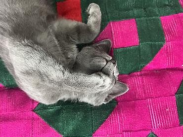 кошка дом: Котёнок с однотонной серо‑голубой шерстью и янтарными глазами — 1