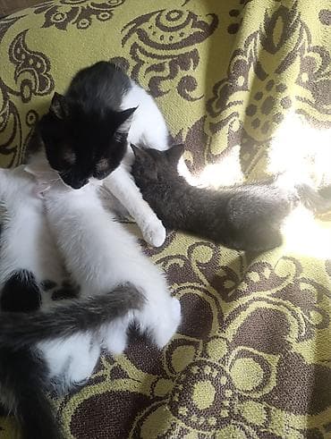Кошка даром: Беспородная, 2 месяца, Мальчик — 1