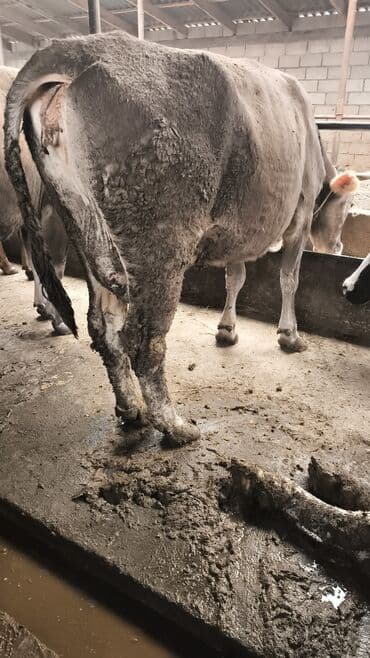 Паркет: Сатам | Уй (ургаачы) | Алатоолук | Сүт алуу үчүн | Байланган — 1