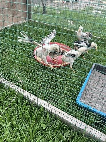 кормовые добавки: Продаю | Цыплята | Для разведения — 1