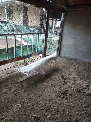 Птицы: Белый панлин — 2