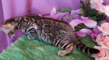 куда можно отдать собаку в бишкеке: Новые Бенгальские детки. Питомник Бен Гла Мур предлагает — 10