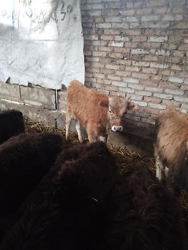 Тооктор, короздор: Сатам | Музоо | Алатоолук | Бордоп семиртүү үчүн — 6