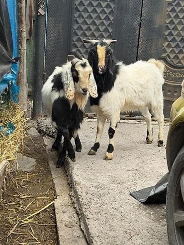 бука баасы: Сатам | Теке (эркек) | Битал | Көбөйтүү үчүн — 9