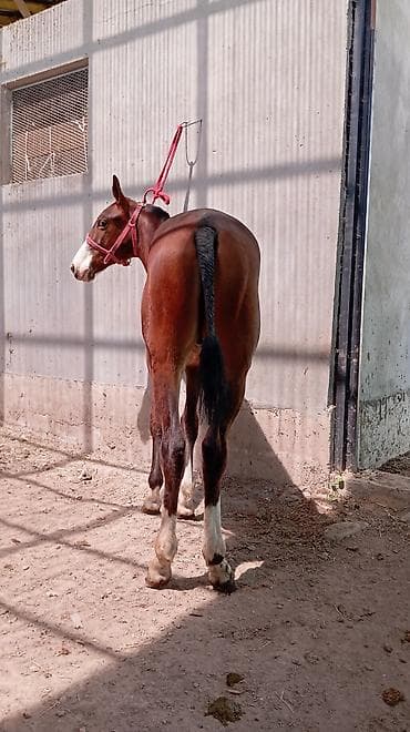 Продам с/х животных: Продаю | Жеребенок | Конный спорт — 1