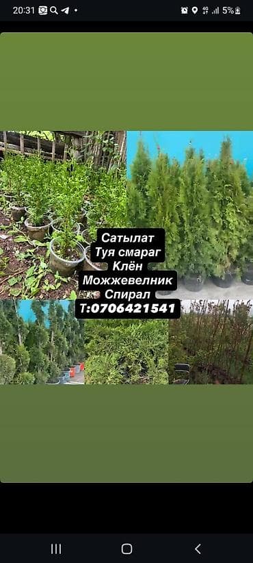 Дом и сад: Хвойные и декоративные саженцы для озеленения участка. В — 1