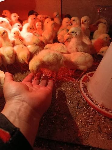 перья: Продаю | Цыплята | Бройлерная | На забой — 2