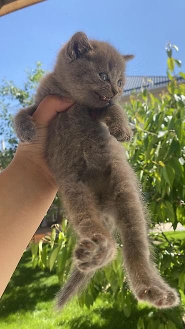 кошка породистый: Британский короткошёрстный - Плотная плюшевая шерсть, равномерный — 3