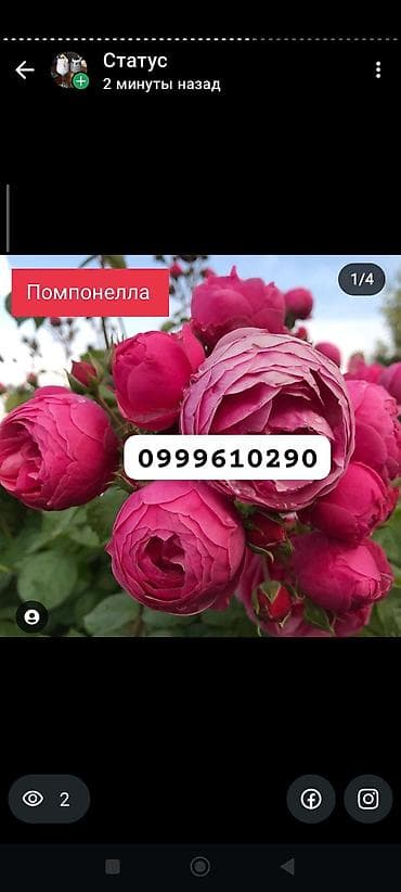 биндеры 18 листов для дома: Саженцы цветка: Розы, Платная доставка — 5