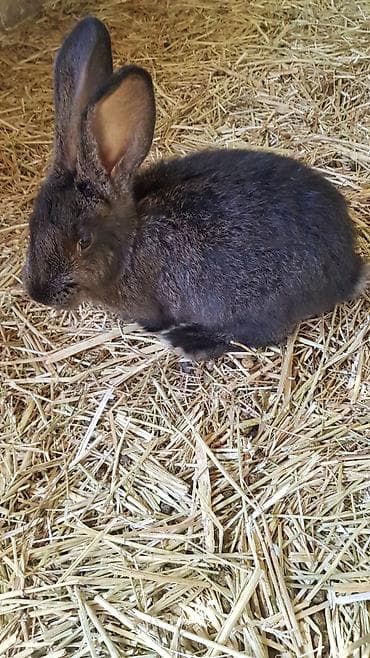 токмок собака: Продаю | Крольчата | Для разведения — 6