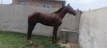собака самец: Продаю | Конь (самец) | Полукровка | Конный спорт | Племенные — 7