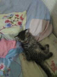 цена шотландского вислоухого кота: Скотиш Фолд (Шотландская вислоухая), 3 месяца, Мальчик, Биколор, Приучена к лотку, Проглистована — 9