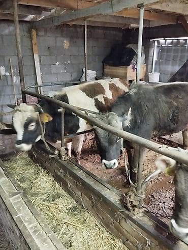 бык бука: Продаю | Бык (самец) | Полукровка | На откорм | Привязанные — 1