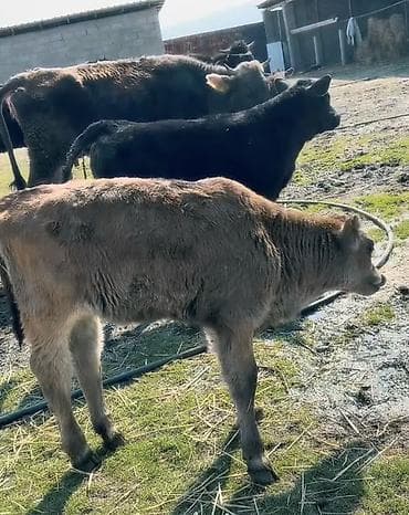 бамбуковая мышь: Продаю | Тёлка | Швицкая | На откорм — 1