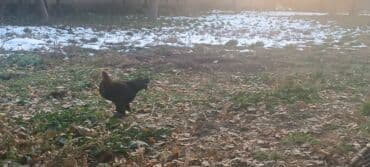 домашние куры бишкек: Продаю петухов бентамки — 2