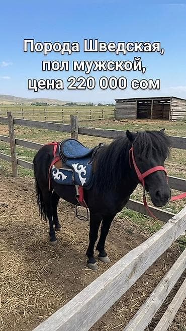 лошаде: Продаю | Жеребец — 3