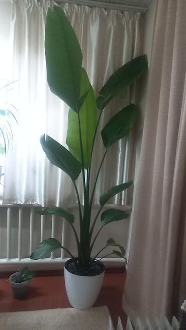 ростовые цветы: Стрелиция 🌿 Высота — 2 метра Эффектное крупное растение, отлично — 1