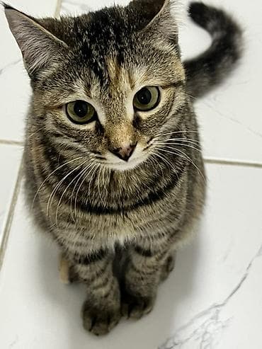 Мышыктар: Мышык бекер берилет: Породасыз, 11 айлык, Ургаачы, Лотокко барууга үйрөтүлгөн — 1