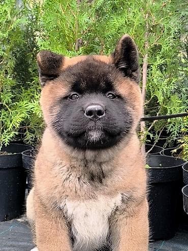 манчкин купить бишкек: 2 айлык, Эркек, Эмделген, Ит тегин тастыктоочу документ — 2