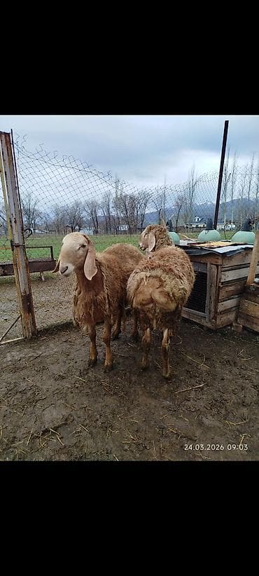 семис кой: Продаю | Баран (самец) | Арашан | Для разведения | Матка — 4