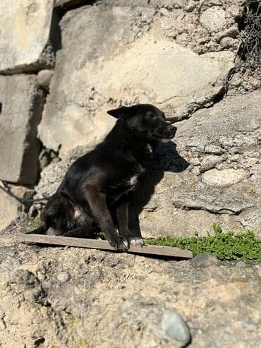 стрижка собак на дому недорого: Ищем дом для молодой стерилизованной девочки. Привита. Привезём сами — 5