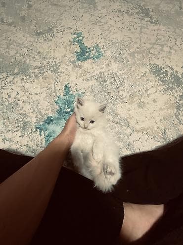 канадский сфинкс цена: 2 месяца, Девочка, Белый, Приучена к лотку — 9