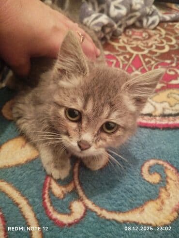 сколько стоит вислоухий котёнок: Котёнок серого окраса с мягкой пушистой шёрсткой и нежным подпалом на — 3