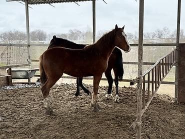 Лошади, кони: Продаю | Жеребец | На забой, Для разведения, Рабочий | Племенные — 6