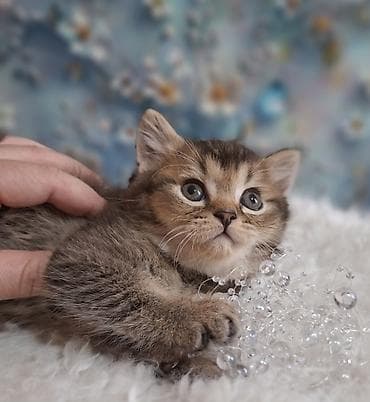американская жесткошёрстная кошка: Скотиш Страйт (Шотландская прямоухая), 2 месяца, Мальчик, Приучена к лотку, Проглистована — 8