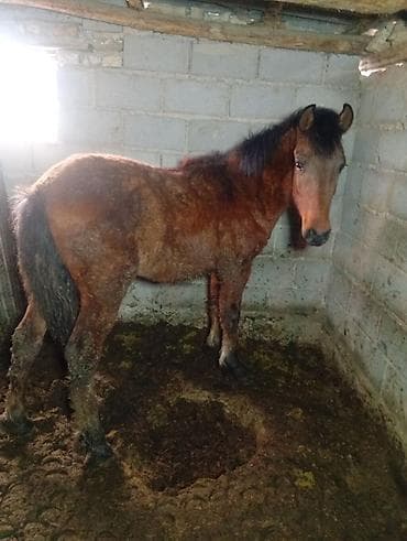 Продаю | Жеребенок | На забой