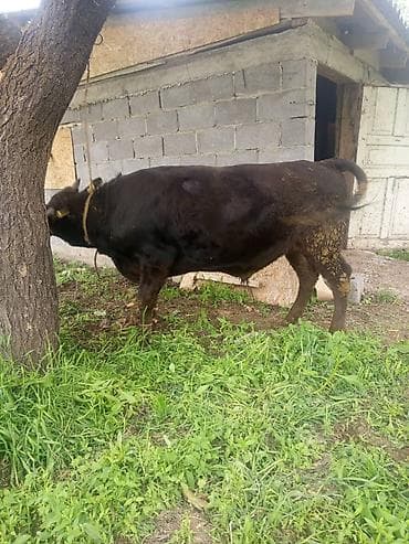прадаю баран: Продаю | Бык (самец) | На откорм | Племенные — 2