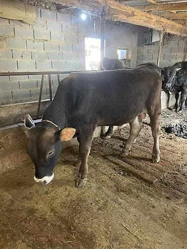 купить собаку доберман в бишкеке: Продаю | Бык (самец) | На откорм | Привязанные — 8