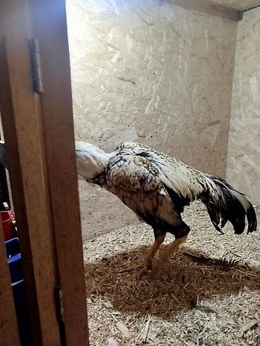 живая курица: Дакан короздор сатылат активный алмашу жолдору бар жемге жугоруго — 2