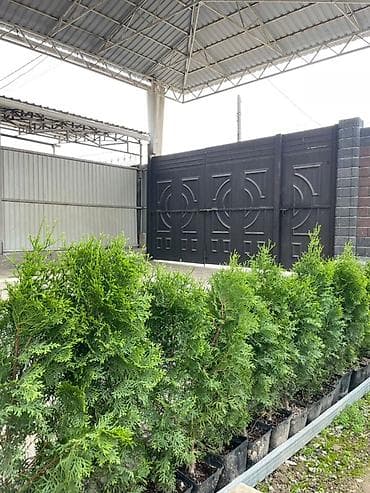 туя смарагд цена: 🌿 ПРОДАЖА КОЛОНОВИДНЫХ ТУЙ 🌿 Идеальное решение для красивой и — 2