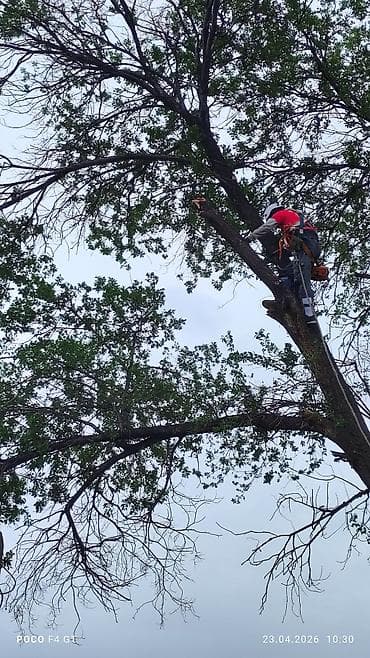 плотник по дереву: Спил Дерево Профессиональные работы по деревьям - Высотная обрезка и — 1