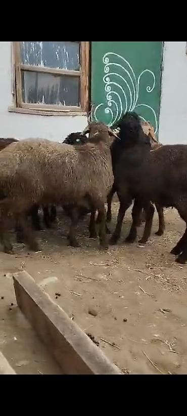 индюк самка: Продаю | Овца (самка) | Для разведения | Матка — 1