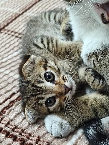 кошка шотландский: Котёнок-полосатик скотиш страйт с большими круглыми глазами. Короткая — 3