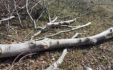 куплю лесу: Дрова и деловая древесина (брёвна) - Породы: на фото — крупномерные — 5