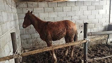 Продаю | Кобыла (самка) | Полукровка, Першерон, Дончак | На забой, Для разведения, Конный спорт | Племенные, Осеменитель, Мерин