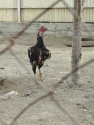 продаю мерседес сапог всё модели бишкек: Дакан мекиш сатылат активный алмашу жолдору бар адрес Бишкек Заря — 5