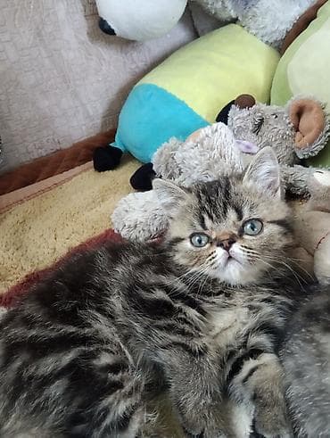 кошка бенгальская: Британские короткошёрстные котята в добрые руки — 2
