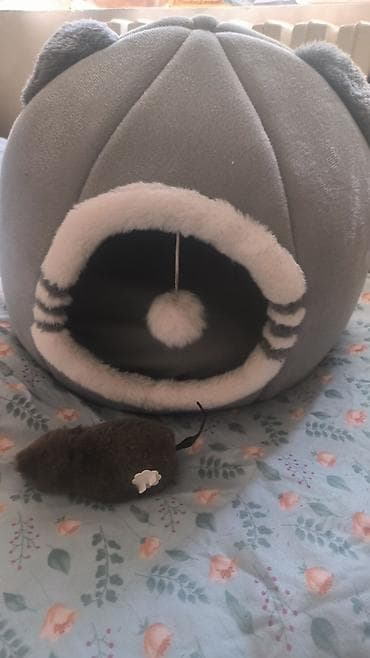 кошка серый: Кошка даром: Беспородная, 4 месяца, Девочка, Приучена к лотку — 6