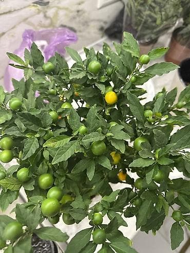 растения: Если два купите третий в подарок 🎁 Комнатный декоративный перец — 3