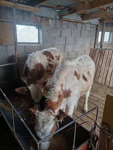 Услуги ветеринара: Продаю | Тёлка | На откорм | Привязанные — 4